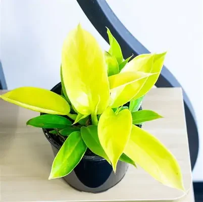 Imperial Golden Philodendron