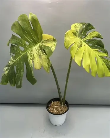 Yellow Marilyn Monstera