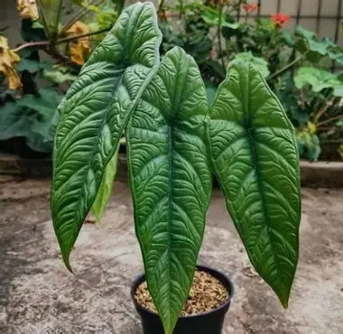 Puncak Borneensis Alocasia