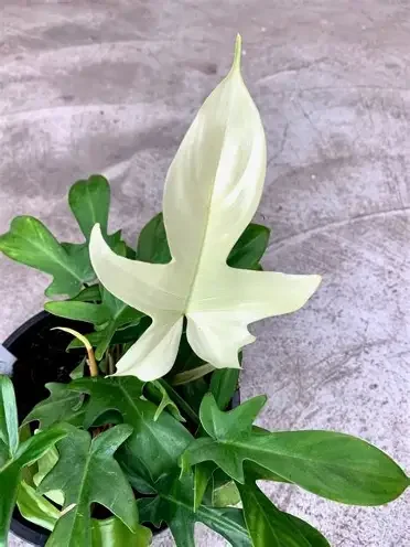 White Ghost Philodendron