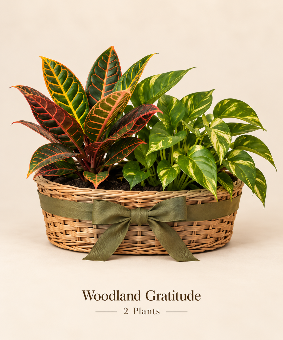 Woodland Gratitude - 2 Plants.png
