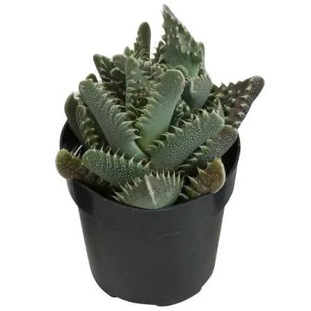 tigrina Tiger Jaws