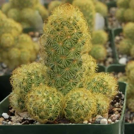 Ladyfinger Cactus