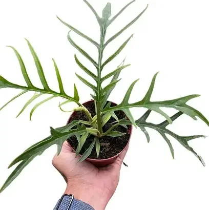 Tortum Variegated Philodendron