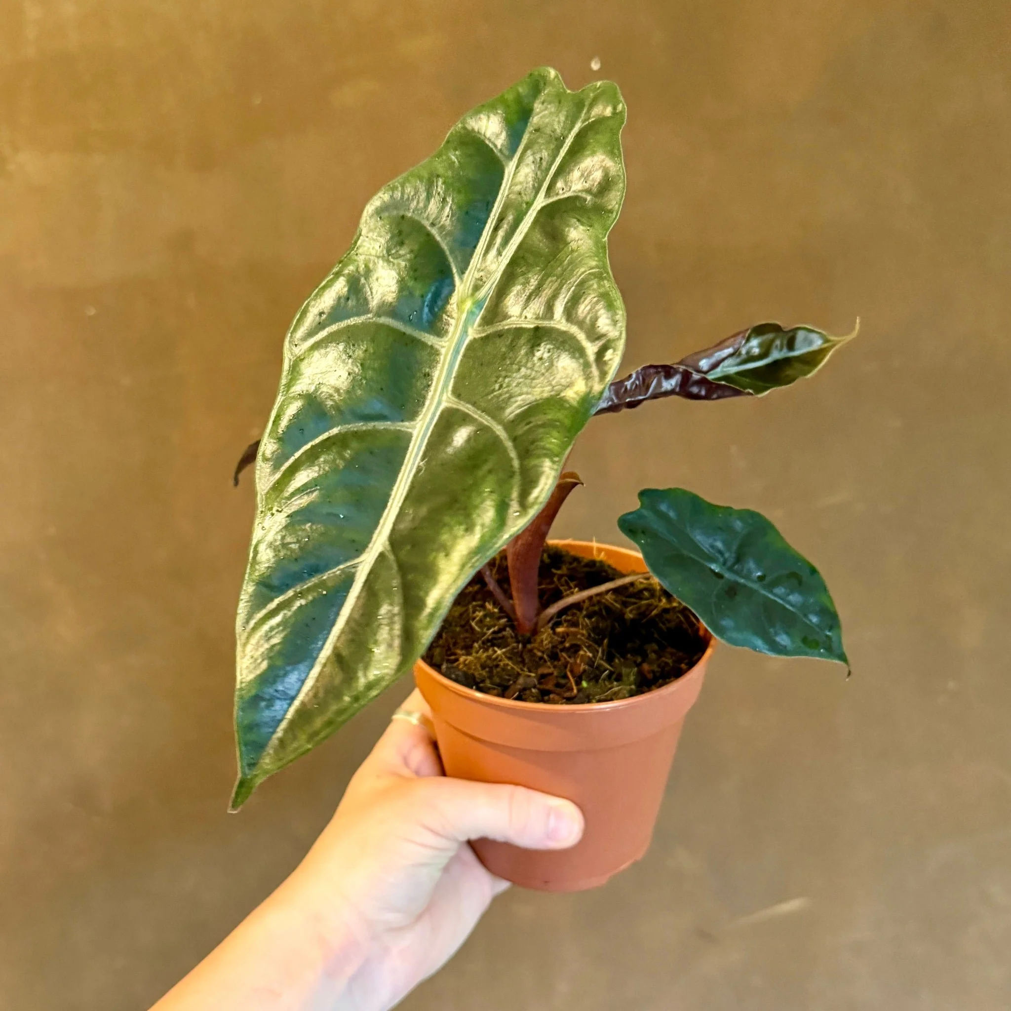 Chantrieri Alocasia