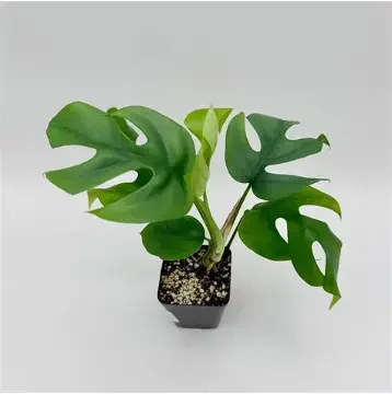 Mini Monstera