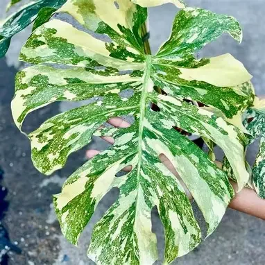 Creme Brulee Monstera