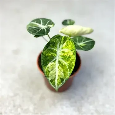 Ninja Tricolor Alocasia