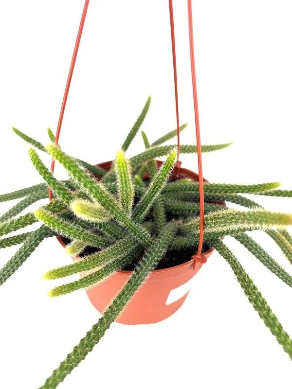 Rat Tail Cactus — 6