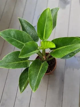 Green Apple Philodendron