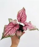 Dance Caladium