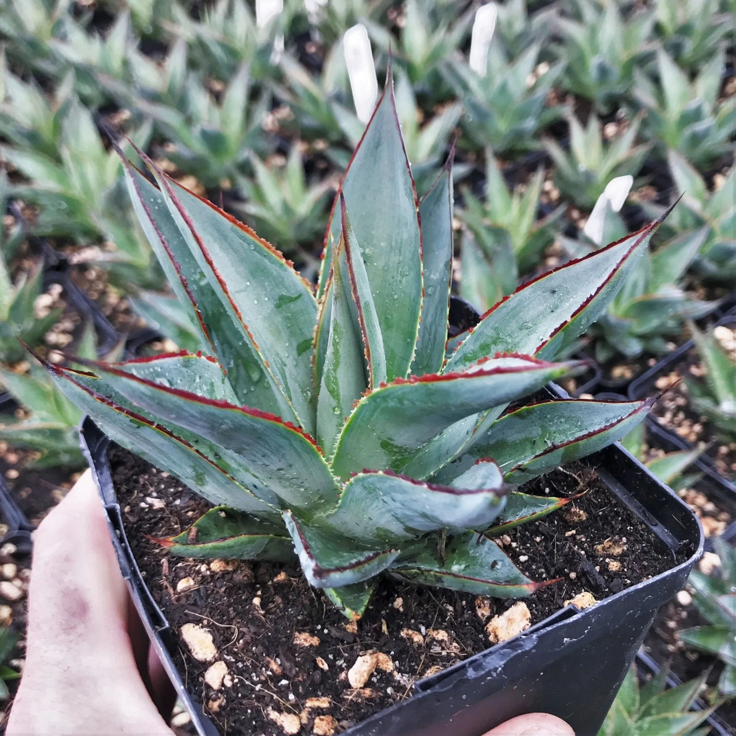 Blue Glow Agave