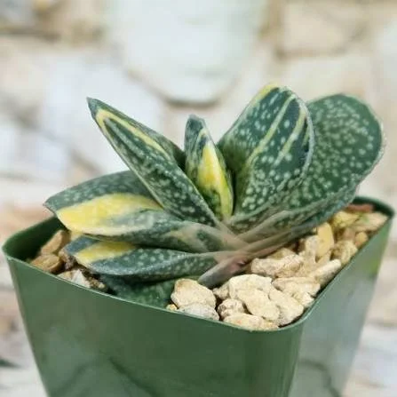 Variegated Ox Tongue Succulent
