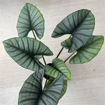 Imperialis Alocasia