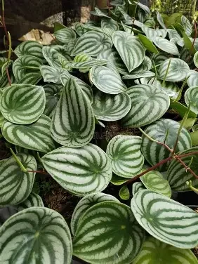 Watermelon Peperomia