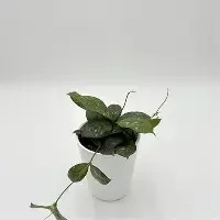 Dappled Forest Hoya