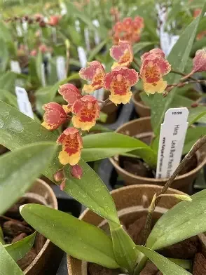 Pacific Sunrise Orchid