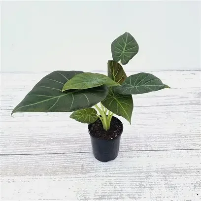 Regal Shields Alocasia