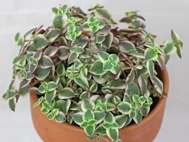 Little Missy Crassula