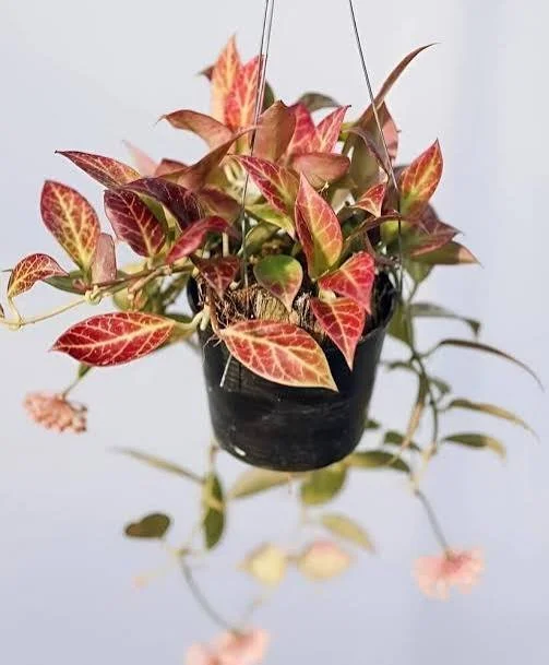 Sunrise Wax Plant