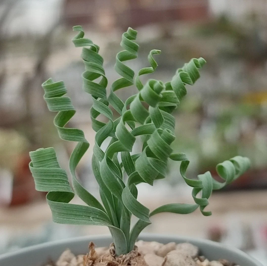 Corkscrew Albuca