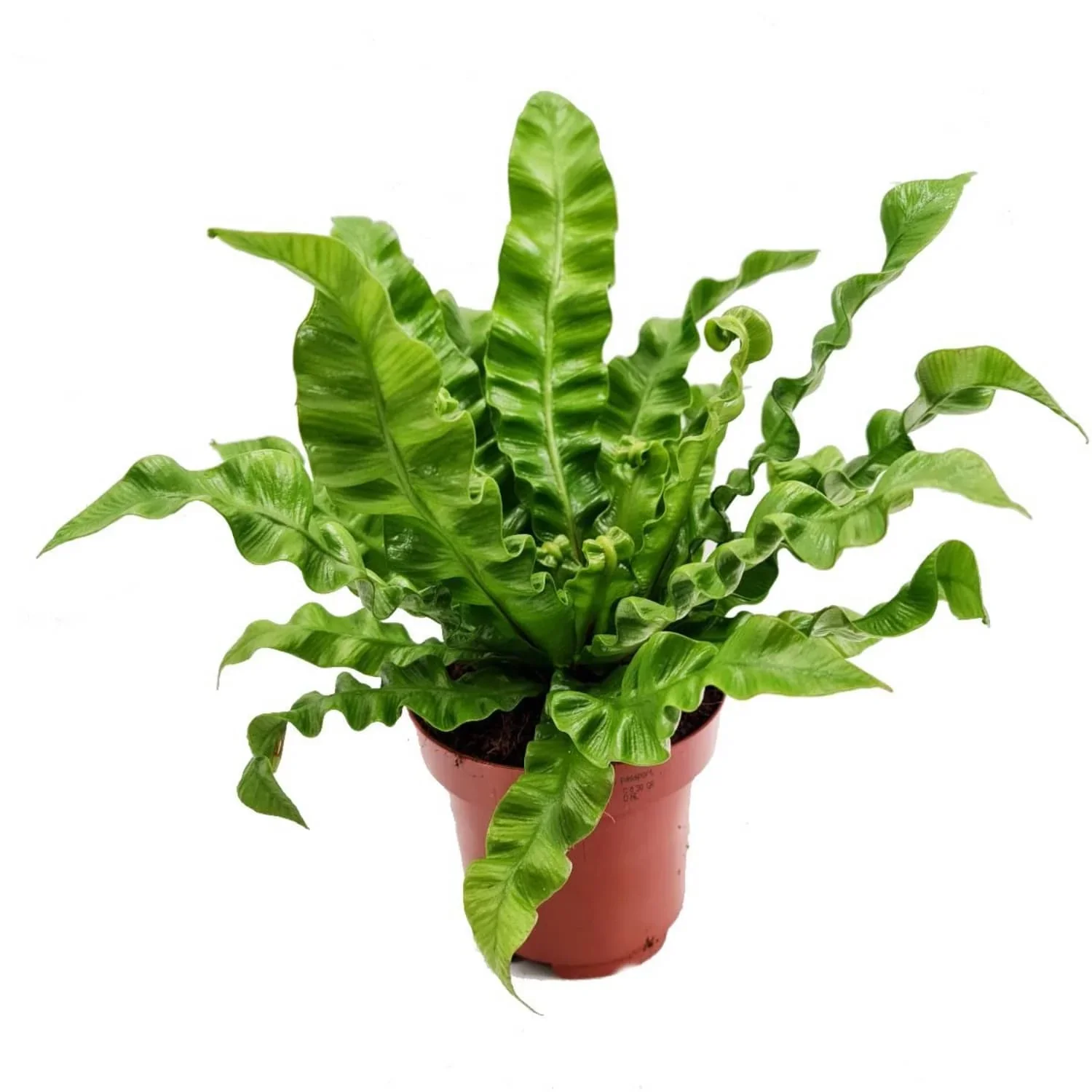 Crispy Wave Bird’s Nest Fern - Asplenium antiquum Crispy Wave