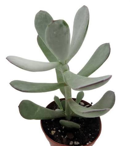 Pig s Ear Succulent