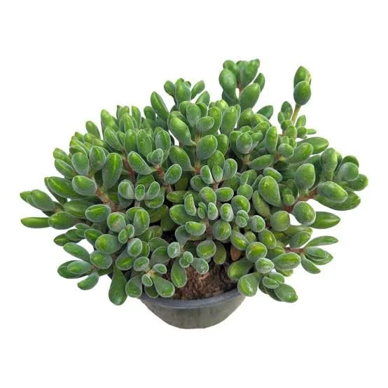 Crassula congesta ‘Green Beans’