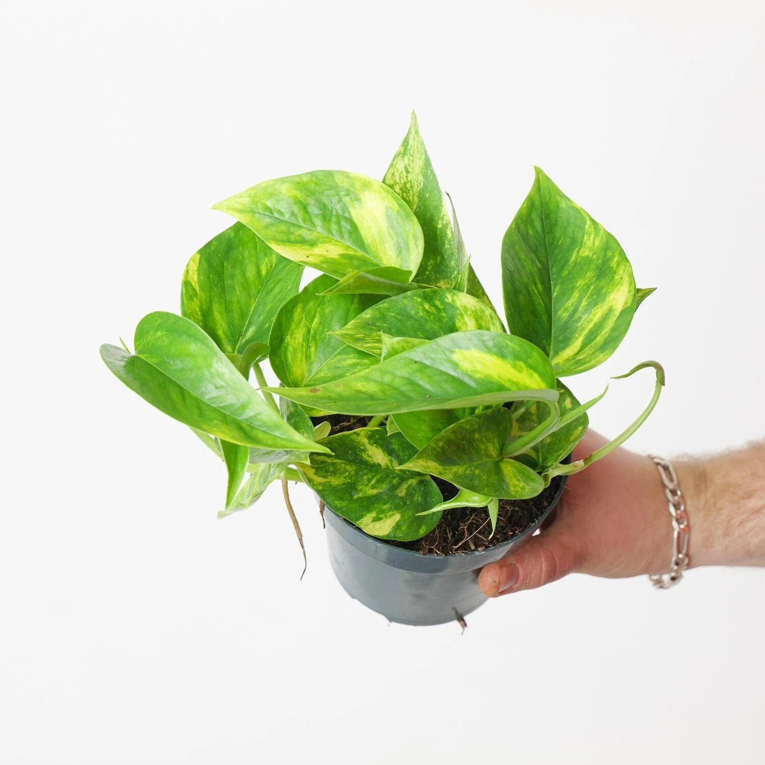 Golden Pothos.jpg
