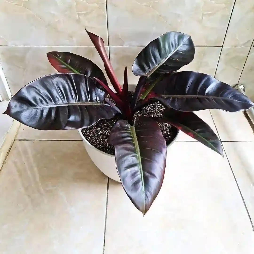Black Cord Philodendron.webp