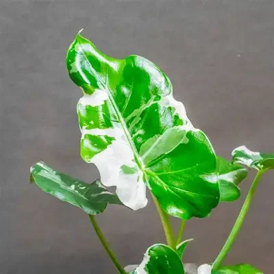Okinawa Silver Alocasia