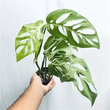 Esqueleto Monstera