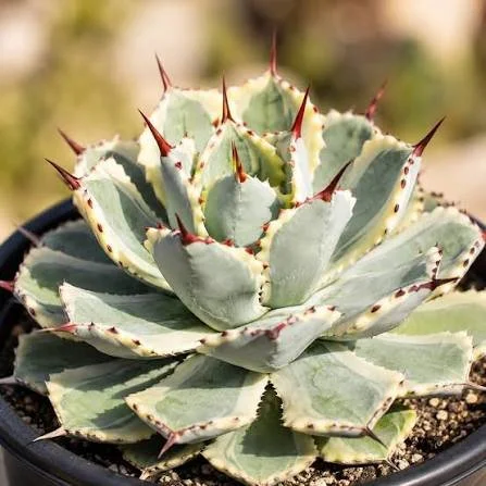 Kichiokan Variegated Agave
