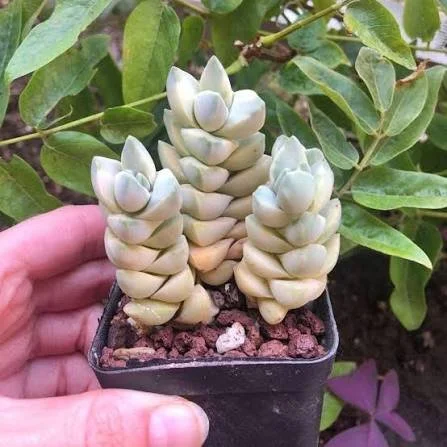 Moonglow Jade Plant