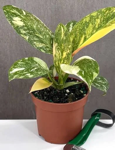 Green Congo Nuclear Philodendron