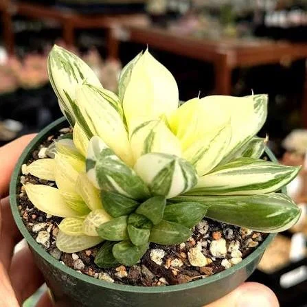 Variegata Haworthia