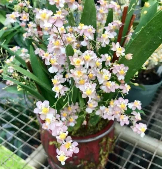 White Twinkle Orchid