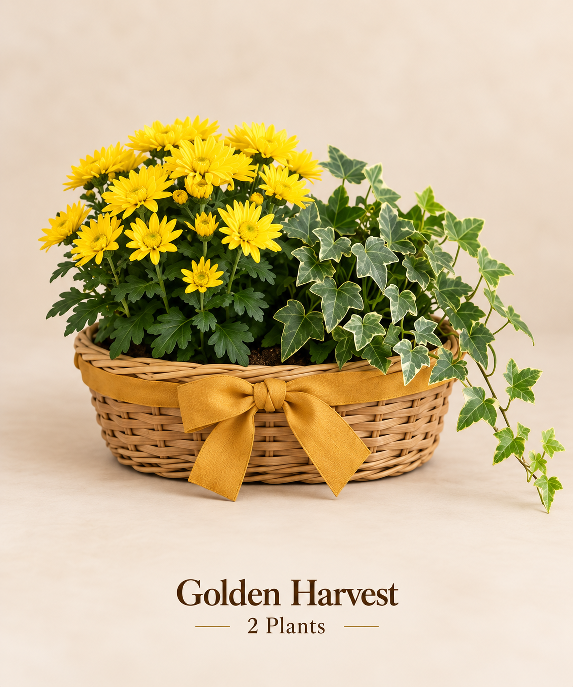 Golden Harvest - 2 Plants.png
