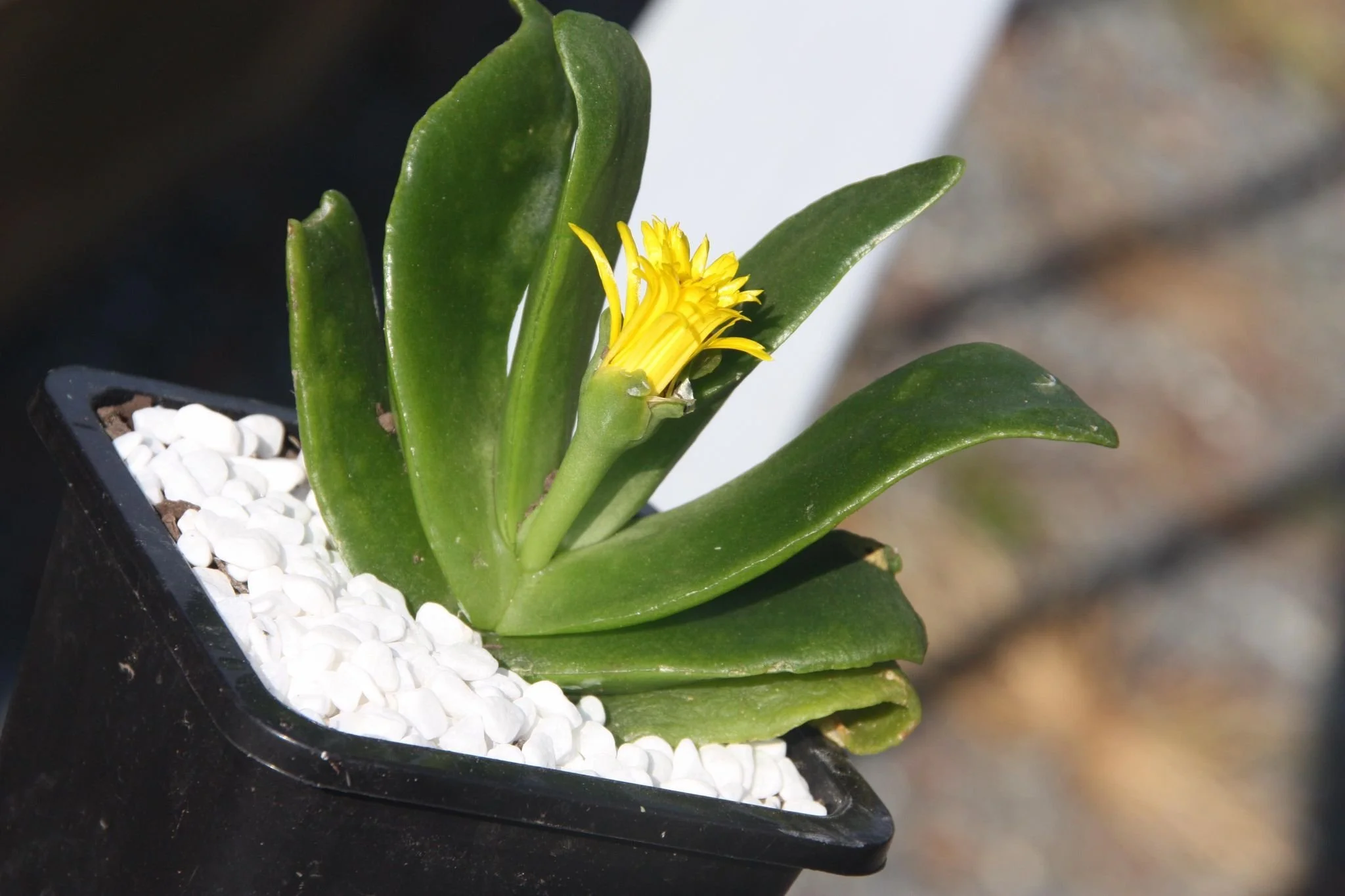 Toothed Tongue Plant.jpg