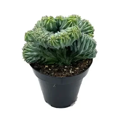 Crested Blue Candle Cactus