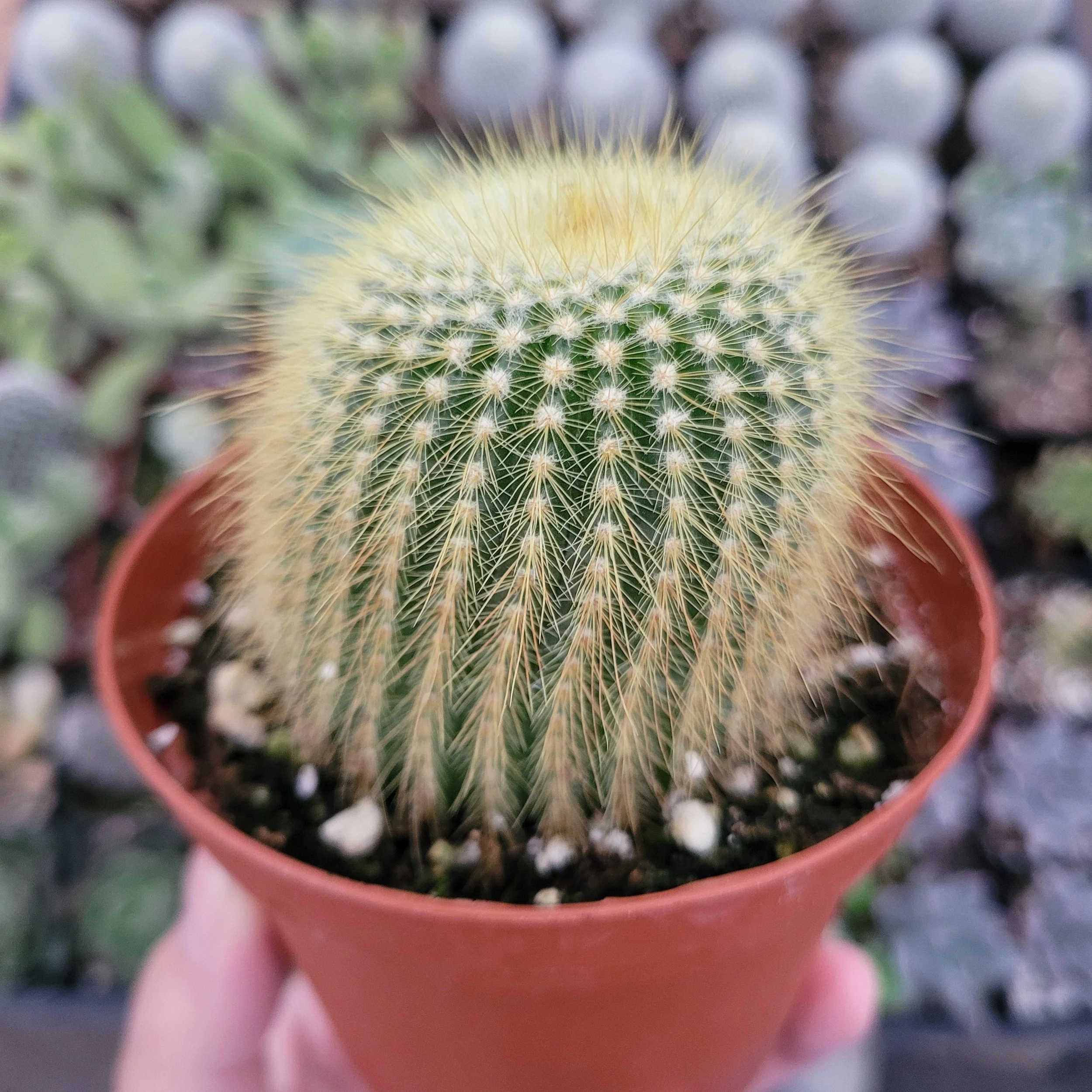 Golden Ball Cactus.jpg
