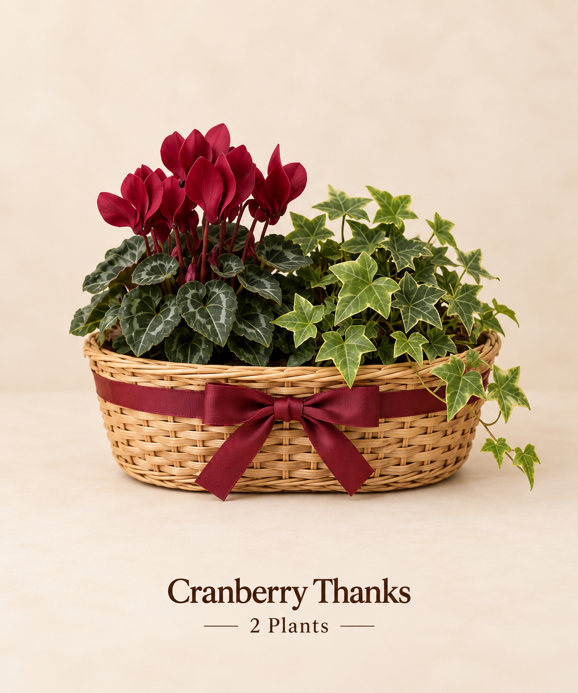 Cranberry Thanks - 2 Plants.png