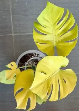 Golden Sands Monstera