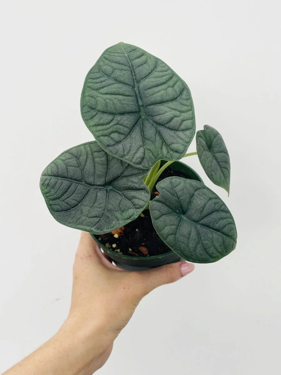 Melo Alocasia.jpg