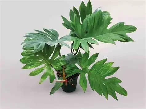 Mayoi Tahiti Philodendron