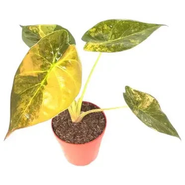 Wentii Golden Variegated Latte Alocasia