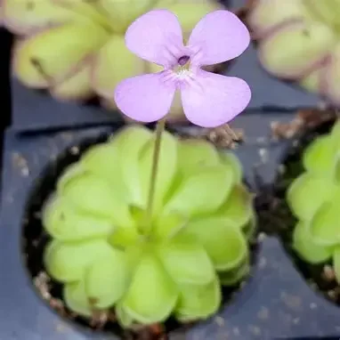 Cyclosecta Butterwort