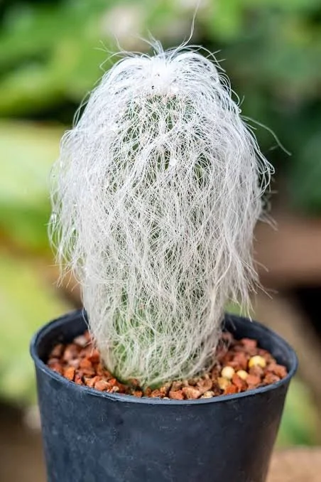 Old Man Cactus