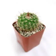 Golden Tom Thumb Cactus