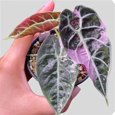 Watsoniana Pink Alocasia